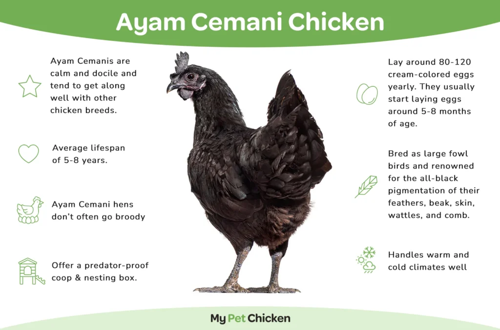 Sacramento Ayam Cemani Chicken Diagram