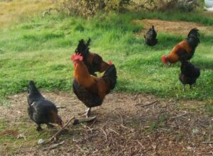 Sacramento Copper Maran Chickens