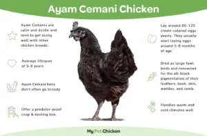 Sacramento Ayam Cemani Chicken Diagram